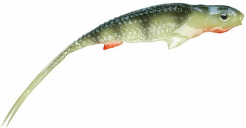 Guma spinningowa QubiLures Syrena Onyx Vert