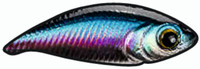 Rainbow Trout