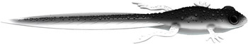 Przynęta gumowa Libra Frog Tadpole Tail