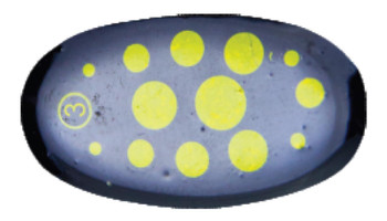 Obrotówka Mistrall Caliro