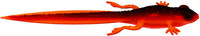Hot Orange
