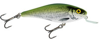 Olive Bleak