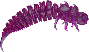 Guma spinningowa Qubi Lures Bigfatbug