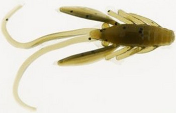 Przynęta Berkley PowerBait Nymph