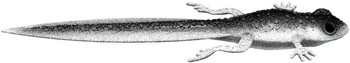 Przynęta gumowa Libra Frog Tadpole Tail