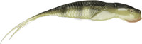 Okoń