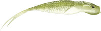 Stynka