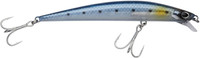 Sardine