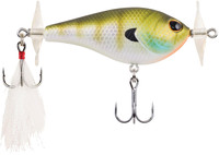 Bluegill