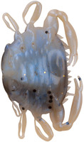 Molting RP