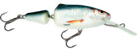Real Dace