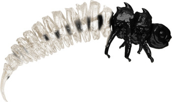 Guma spinningowa Qubi Lures Bigfatbug