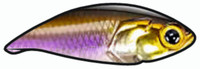 Tench