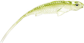 Guma spinningowa QubiLures Syrena Onyx Vert