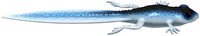 Blue Whitefish