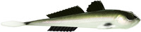Olive Whitefish