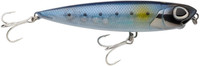 Sardine