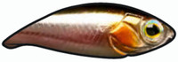 Roach