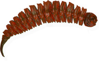 Karotka