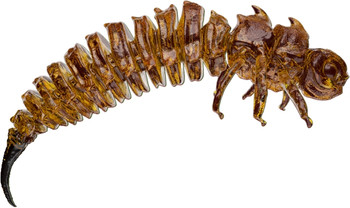 Guma spinningowa Qubi Lures Bigfatbug