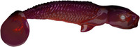 Biskup