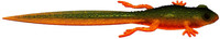 Angry Carrot