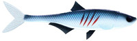 Blue Whitefish