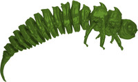 Grass