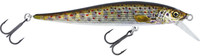 Brown Trout Fry